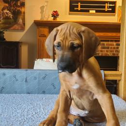 Rhodesian Ridgeback Puppies from Zenkosi Ridgebacks