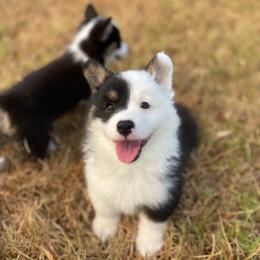 Marco - White and black male Pembroke Welsh Corgi puppy in Ramona, Oklahoma from Eden Farms Corgis