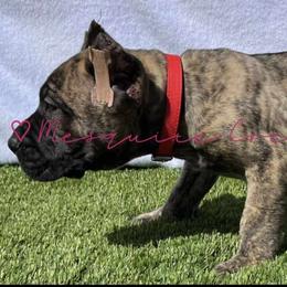 Perro de Presa Canario Puppies from Mesquite Creek Kennels