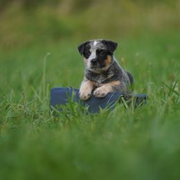 Australian Cattle Dog and Collie Puppies from Blackberry Hills