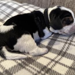 Black Collar - blue ticked - Black tan and bluetick male Beagle puppy in Princeton, Minnesota from Thor’s Beagles & Maha’s Staffy