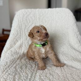 Cove - Red male Bernedoodle puppy in Loxahatchee, Florida from SR. Doodle pupps