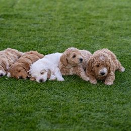 Goldendoodles from SS Goldendoodles