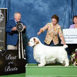 Boy 1 - White male Clumber Spaniel puppy in Bloomington, Indiana from Clussexx Kennels