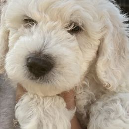 Goldendoodle Puppies from Pacific Goldendoodle, LLC