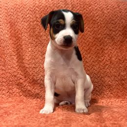 Sunny - White black and tan male Rat Terrier puppy in Manton, California from Tehama Terriers