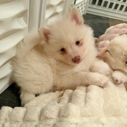 Gus McCrae - White male Pomsky puppy in Blue Earth, Minnesota from Blue Sky Pomsky