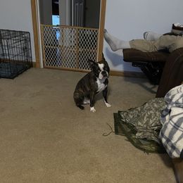 Gunner - Boston Terrier