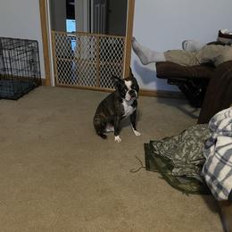 Gunner - Boston Terrier