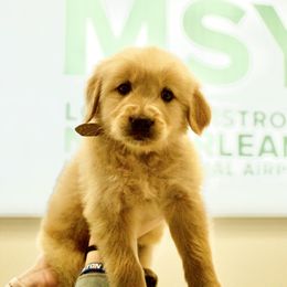 Goldendoodle, Golden Retriever, and Poodle Puppies from St. Barx Kennel Company