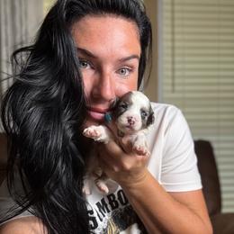 Macaron - Blue merle female Bernedoodle puppy in Youngstown, Florida from Wonderland’s Boujie Kennels