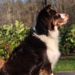 Australian Shepherds from RocksStars’ Aussies