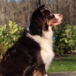 Australian Shepherds from RocksStars’ Aussies