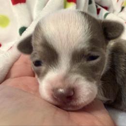 Dice - Silver and white male Chihuahua puppy in Amity, Pennsylvania from Rhoda and Verna