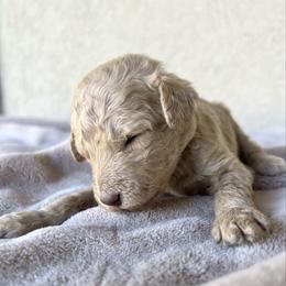 Alder - Apricot male Poodle puppy in Tucson, Arizona from Desert Doodles + Poodles