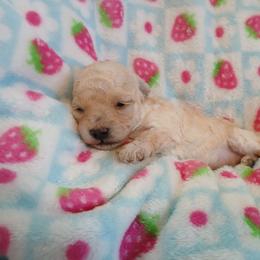 Baylee - Cream male Poodle puppy in Blanch, North Carolina from Faithful Hearts Kennel