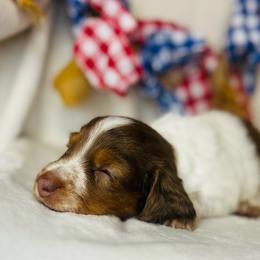 Blossom - Piebald female Dachshund puppy in Stilwell, Oklahoma from MB’s Dachshunds