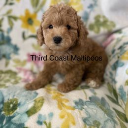 Maltipoo Puppies from Third Coast Maltipoos