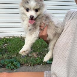 Luna - Silver female Pomsky puppy in Saint Joseph, Missouri from Pomsky Pack & Co