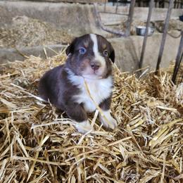 Boy 1 - Red tri-color male Australian Shepherd puppy in Jersey Shore, Pennsylvania from Lone Tree Aussies