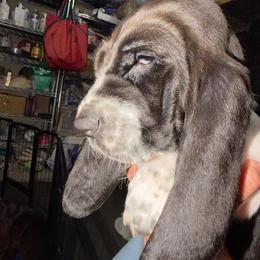Teacup-lavender - Black and white female Basset Hound puppy in Pflugerville, Texas from Mountain Mama Bassets