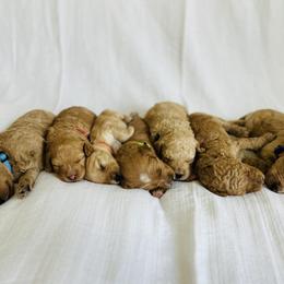 Goldendoodle puppies from Daisy Mae Doodles