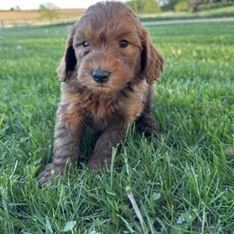 Boy 1- Black - Red  male Goldendoodle puppy in Luana, Iowa from Country View Bernedoodles and Goldendoodles