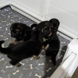 German Shepherd Puppies from McLaughlin German Shepherds