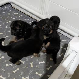 German Shepherd Puppies from McLaughlin German Shepherds