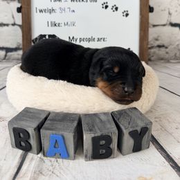 Coal - Black and mahogany male Rottweiler puppy in Crivitz, Wisconsin from Khaotic Rottweilers