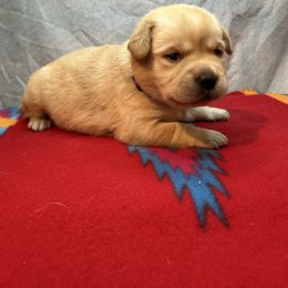 Purple - Yellow female Labrador Retriever puppy in Iowa City, Iowa from Country Road Acres