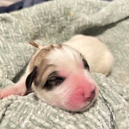 Pink - White and badger female Great Pyrenees puppy in Bloomington, Illinois from Odyssey Great Pyrenees