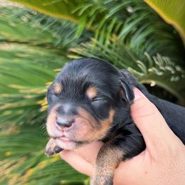 Aussiedoodle and Miniature Australian Shepherd Puppies from DLT MiniAussie