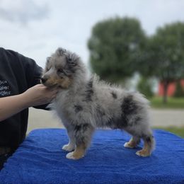 2 bi black, 1 blue merle - Black and white male Shetland Sheepdog puppy in Lenox, Iowa from Crossroad shelties