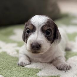 Snoopy - Piebald male Dachshund puppy in Moore, South Carolina from Tippy Toes Dachshunds
