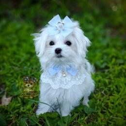 Korean Teddybear Polar - White male Maltese puppy in Barren Springs, Virginia from Seeking Shalom Acres Maltese, Maltipoos & Havamalts