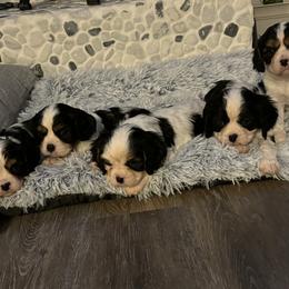 Cavalier King Charles Spaniel Puppies from Krawczyk's House of Cavaliers