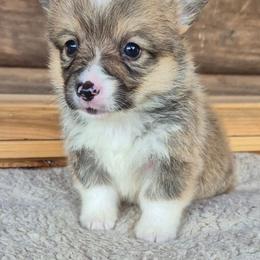 Memphis - Sable male Pembroke Welsh Corgi puppy in Checotah, Oklahoma from Skoal Creek Corgi's