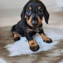 Dachshund Puppies from Yadkin Valley Dachshunds