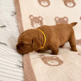 Tango Wool Fern - Apricot female Australian Labradoodle puppy in Otis, Massachusetts from Tango Wool Labradoodles