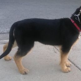 German Shepherd Puppies from Guamany K9 Vomhaus