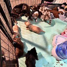 Dachshund Puppies from The Weenie Herd Mom