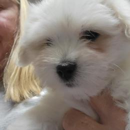 Benjamin Franklin - White male Coton de Tulear puppy in Middletown, Ohio from Carousel Cotons