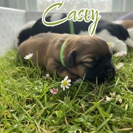 Casey - Red female Shih Tzu puppy in Sacramento, California from NANA’S  QUALITY SHIH TZU'S