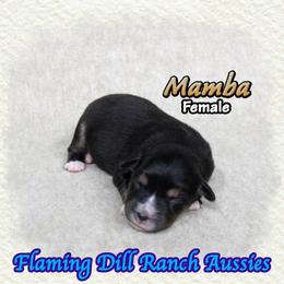 Mamba - Black tri female Toy Australian Shepherd puppy in Forestburg, Texas from Flaming Dill Ranch Aussies