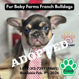 Valentino - Blue fawn male French Bulldog puppy in Michigan from Fur Baby Farms