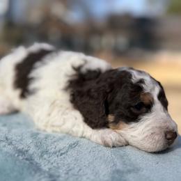 Blizzard - Tri-color male Bernedoodle puppy in Russellville, Arkansas from Crossgate Doodles