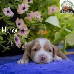 Honor - Apricot male Australian Labradoodle puppy in Cashmere, Washington from Mountain Home Doodles