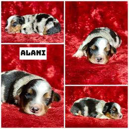 Alani - Blue merle female Miniature Australian Shepherd puppy in Lincoln, California from Country Dreams Mini Aussies