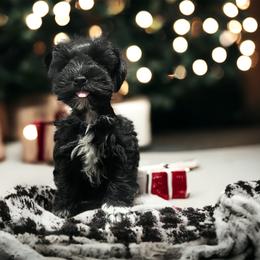 Miniature Schnauzer Puppies from A.R Miniature Schnauzers